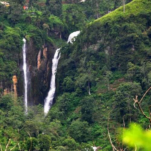 ramboda-falls-Tea Bush 7